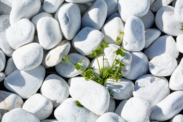 Weiße Kies Steine an der Küste