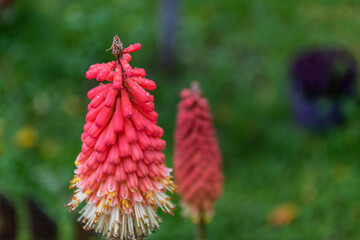 red and yellow flower