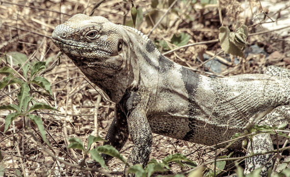 Iguana From Baja