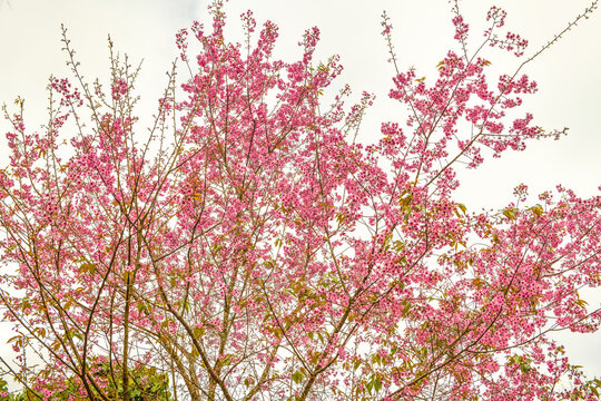 Pink Wild Himalayan Cherry Bloom