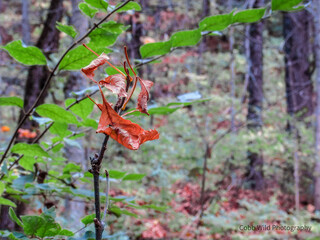 Fall Leaves