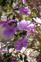 Serra canan flower, rock flower
