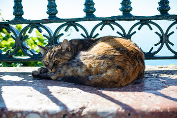 Katze auf der Bank in Spanien