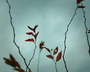 Colourful leaves against a cloudy sky in fall
