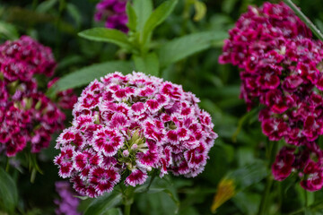 flowers in the garden