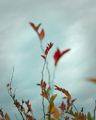 Colourful leaves against a cloudy sky in fall