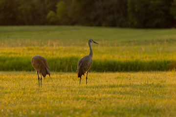 Sandhill crane while zeroing in the park
