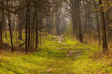 A forest road on a sunny May day