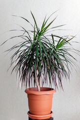small dwarf palm in a pot