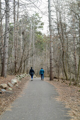 walking path in winter through the forest