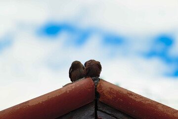 birds known as Common Ground-Dove lodged together on an eave of red tiles, cleaning their feathers simultaneously, under a curtain of white clouds showing pieces of the blue sky.