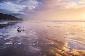 Cannon Beach at low tide finds gulls squabbling over whose crab that is - while trying to avoid the snapping pincers. Looking south towards Tolovana and Arch Cape - obrazy, fototapety, plakaty