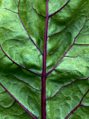Beetroot green leaf Зеленый лист свеклы