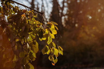 Green-yellow beech leaves in autumn against the light, lensflares