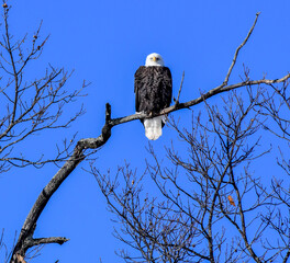 Bald eagle perched in the bare tree in winter under bluwesky