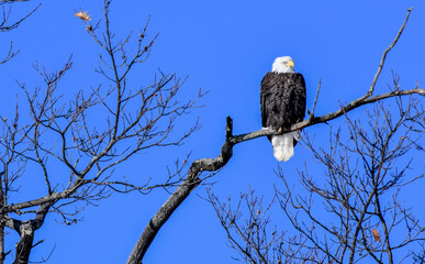 Bald eagle perched in the bare tree in winter under bluwesky
