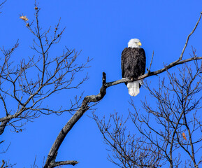 Bald eagle perched in the bare tree in winter under bluwesky