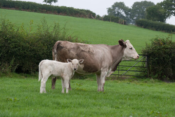 Naklejka na ściany i meble Cow and calf
