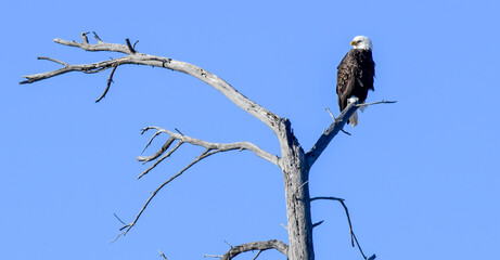 Bald eagle perched in the bare tree in winter under bluwesky
