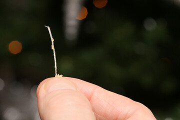 Fish bone may be pounded in the throat