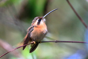 photo of hummingbird (Reddish Hermit) perched on a branch with blurred background
