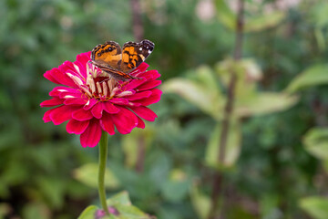 Salem Butterfly