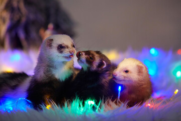 Studio portrait of adult ferrets in christmas style with led lights