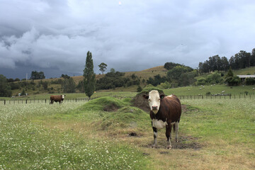 View of cow on meadow with white flowers