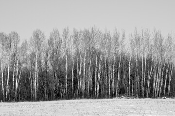 winter trees in the countryside snow