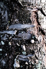 Baumrinde Detailaufnahme