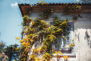 A corner of an antique desolate typical European house with an old leaded window, with a peeling plaster facade beautifully overgrown with green and yellow ivy, warm sunny day, Sintra, Portugal