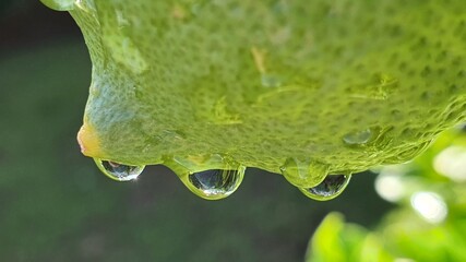 water drops on the lemon