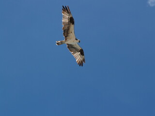 osprey in flight in the sky