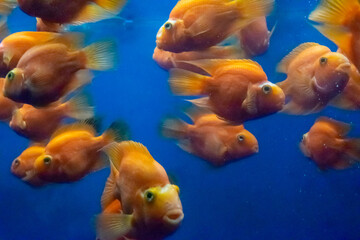 Orange fishes 2