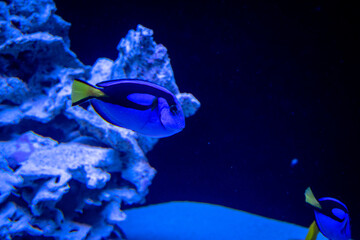 Coral with fish
