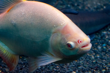 Fish in Aquarium
