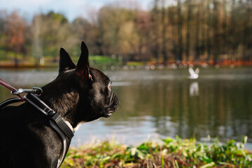 Portrait of french bulldog by the lake