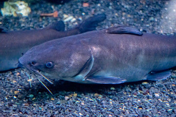 Catfish