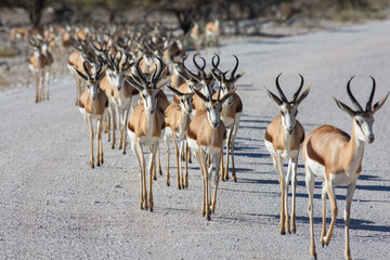 Etosha, Namibia, June 19, 2019: A herd of springboks crossing the road in a national park