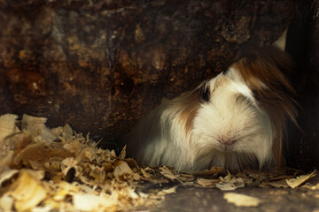 Cute country pig