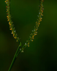 Naklejka premium caterpillar on a leaf
