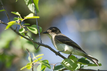 An Eastern Phoebe bird perched on a branch in summer