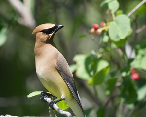 A Waxwing bird perched on a branch in summer