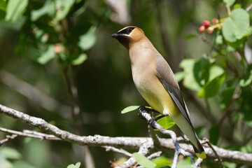 A Waxwing bird perched on a branch in summer