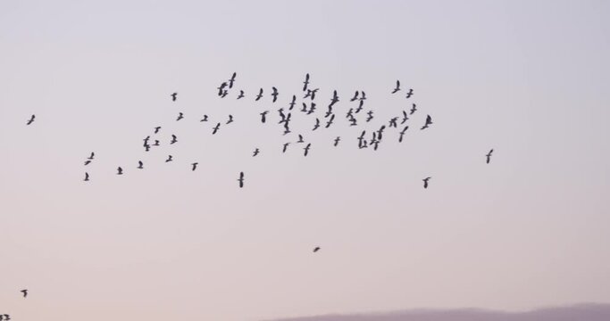 Birds flying soaring diving coming in to roost over small town winter sunset sunrise