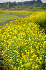Obraz premium Canola blossom in spring