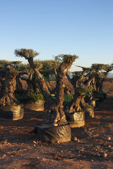 Image of some old olive trees useful to decorate gardens