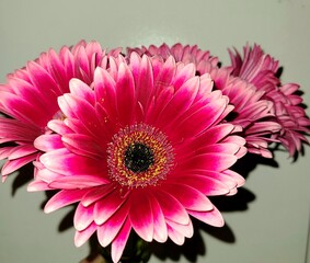 pink gerber daisy