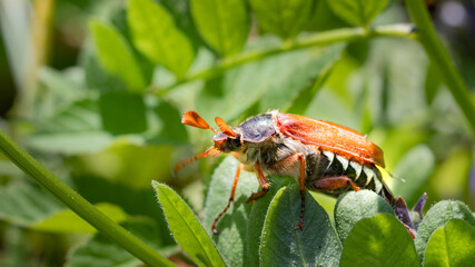 Cockchafer - May Beetle - May bug  - macro close up  - (Melolonthidae)