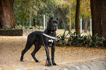 Portrait of a big outstanding cane corso, a breed of italian mastiff, standing in guard position in...